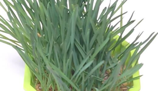 猫草の水耕栽培 (柴犬が食べてます)